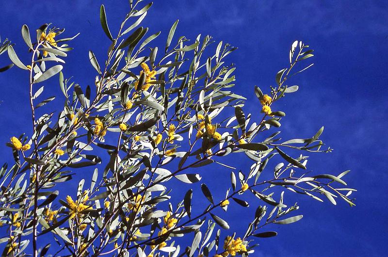 WT 0400 091-29 Australia Yellow Wattle.jpg